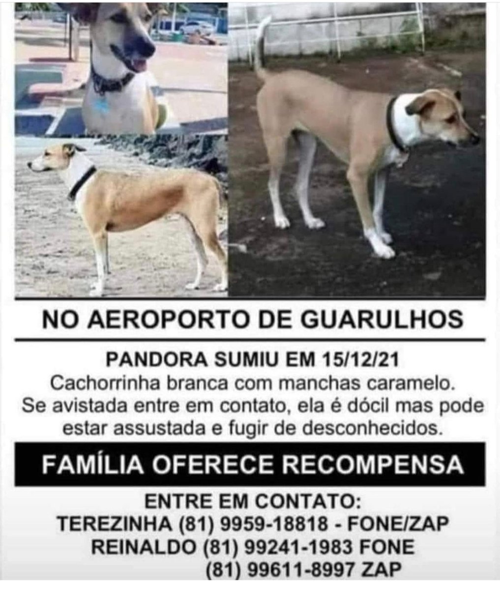 deisemg's tweet photo. Procura-se Pandora!!! https://t.co/riFk4wKRIY