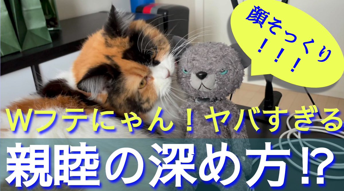CatTuber_Lyon's tweet photo. 師走の忙しさにかまけて、なかなか動画更新できてませんでしたが💦
久しぶりに、ちょっと成長した⁉️りよんの様子をお届けします〜〜ぜひ見てにゃん🐾
https://t.co/Wn2yFvRJMF

#ねこ #猫動画 #猫好きさんと繫がりたい https://t.co/PRPzWneI8j