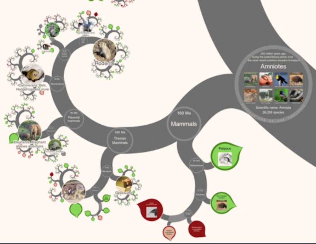 felip_lorenzo's tweet photo. Profes de bio, medi, ciències i #biofrikis del món en general. 
Us porto un regal de Nadal: l'arbre de la vida interactiu: feu zoom taxonòmic a espècies, consulteu dades genètiques... Flipant per fer recerques amb l'alumnat. IA, fractals, bio... 
Preciós: https://t.co/zW5xf8zxyr https://t.co/EOn3DM5SBn