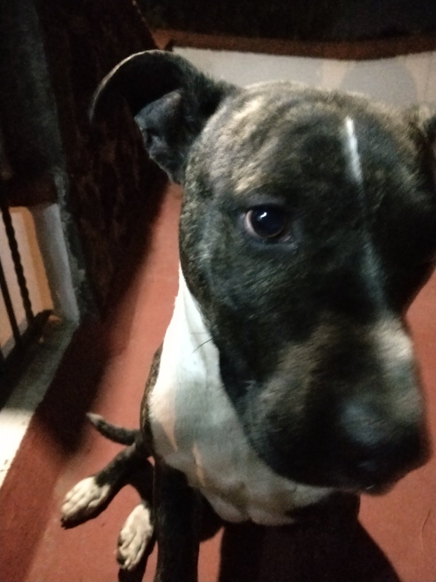 royhesa's tweet photo. @TlalpanVecinos se metió este perrito a mi casa en la colonia #heroesdepadierna si es de alguien por favor comunicarse por este medio. https://t.co/F1R74AFJ8S