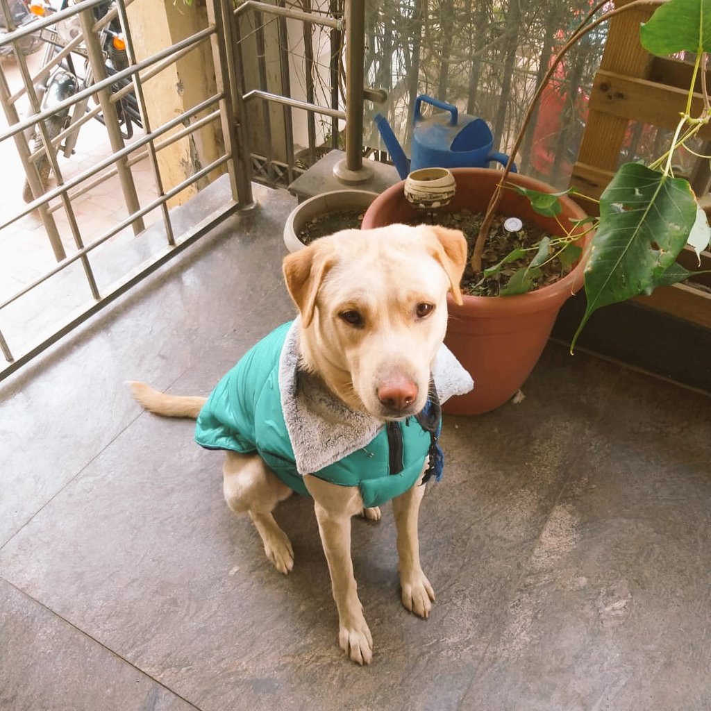 manjula narayan tweet media