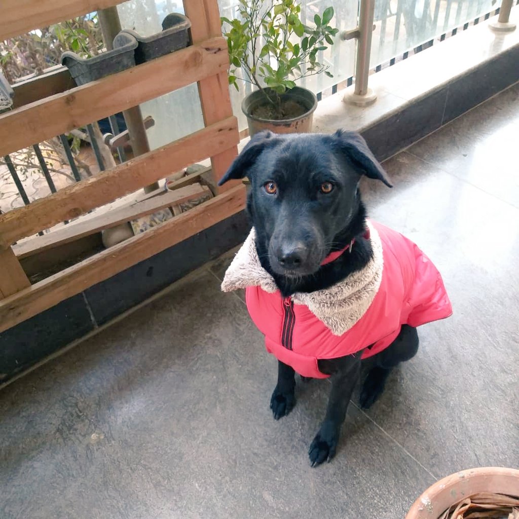 manjula narayan tweet media