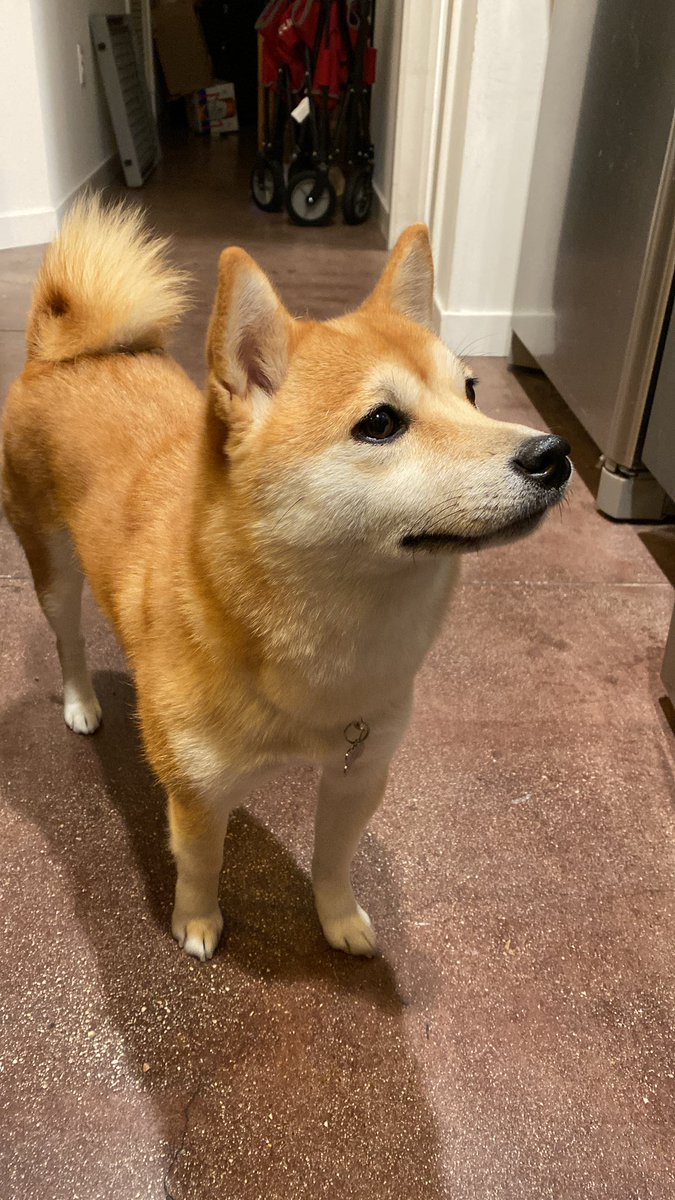 primal_numbers's tweet photo. She wants #doge for Christmas https://t.co/VrZLsTW9YX