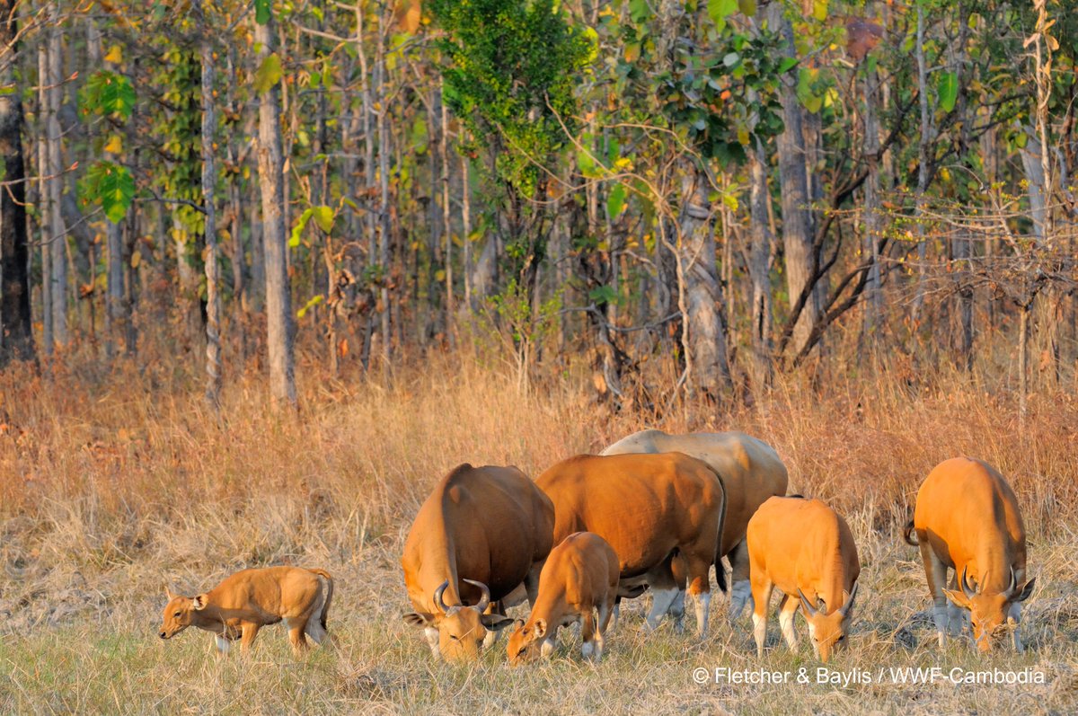 #Banteng recovery + range expansion in upper WEFCOM #Thailand 
New @TropicalConSci  paper from @WWFThailand on encouraging results for @IUCN_WildCattle + #Tigers 
journals.sagepub.com/doi/full/10.11…