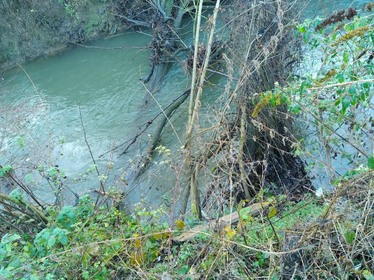 hub_observateur's tweet photo. Hier estimation des travaux sur une portion de rivière amont d'un pont à enjeu inondation d'habitation et usine .Le non entretien du lit mineur axcèlére l’érosion des berges et le basculement des arbres .La chalarosse a atteint tous les frênes...vite couper ; sécurité valeur bois https://t.co/5fVMSPyqLt