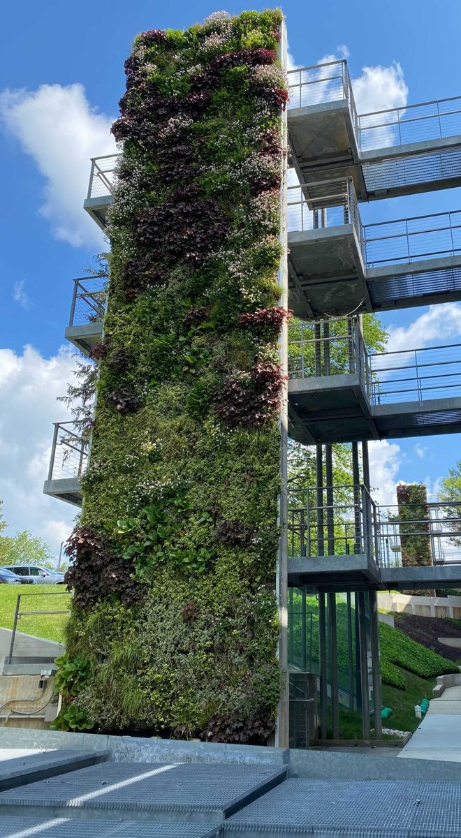 Temperatures are dropping! A carefully chosen plant selection, an intelligent Plant Care System and built-in frost protection keep SemperGreenwalls healthy during changing weather, like the German Embassy wall in Washington DC (Jan vs Jun 2021). Photos: Sempergreen Services LLC