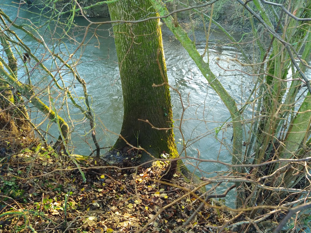Hier estimation des travaux sur une portion de rivière amont d'un pont à enjeu inondation d'habitation et usine .Le non entretien du lit mineur axcèlére l’érosion des berges et le basculement des arbres .La chalarosse a atteint tous les frênes...vite couper ; sécurité valeur bois