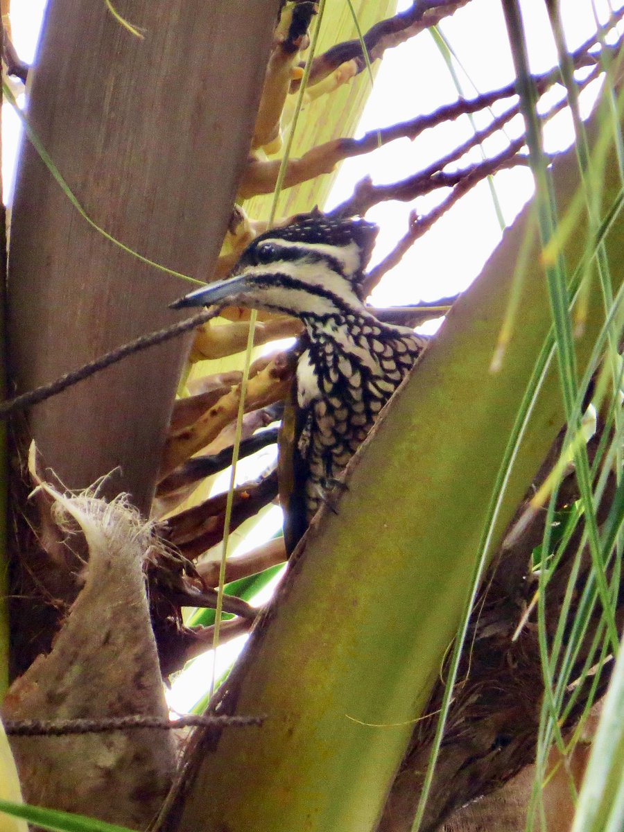 koolshark2's tweet photo. A female #commonflameback peeks out to check me checking her out. Most of the time my photos of flamebacks are with their faces buried deep in the pecking business so it’s nice to see her look up this once. #backyardbirding common resident #birdsinsingapore https://t.co/9zwIqMZlg5