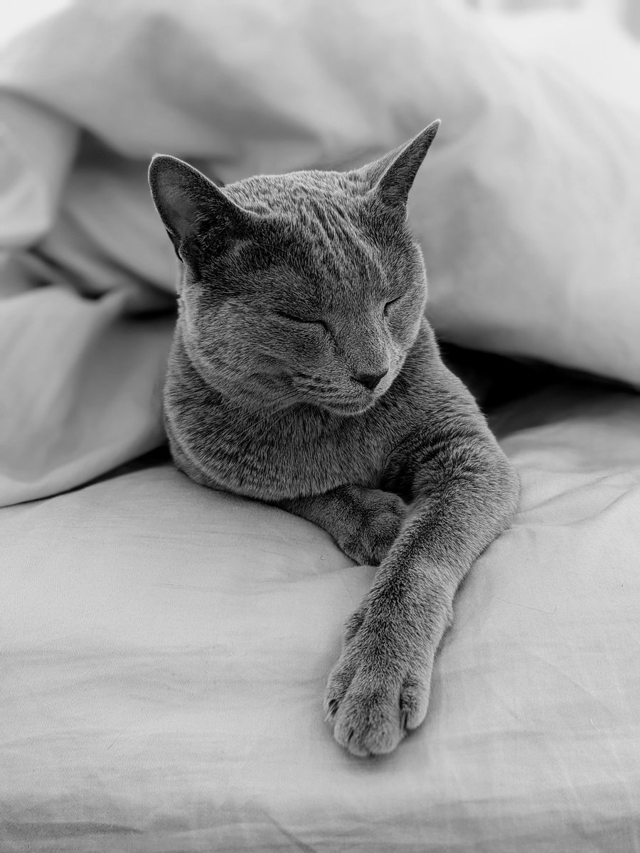 saskiarussian's tweet photo. It's only 2 sleeps until Christmas and I've been a good girl all year.
#Saskia #russianblue #CatsOfTwitter #NZ https://t.co/AxhaksU63l