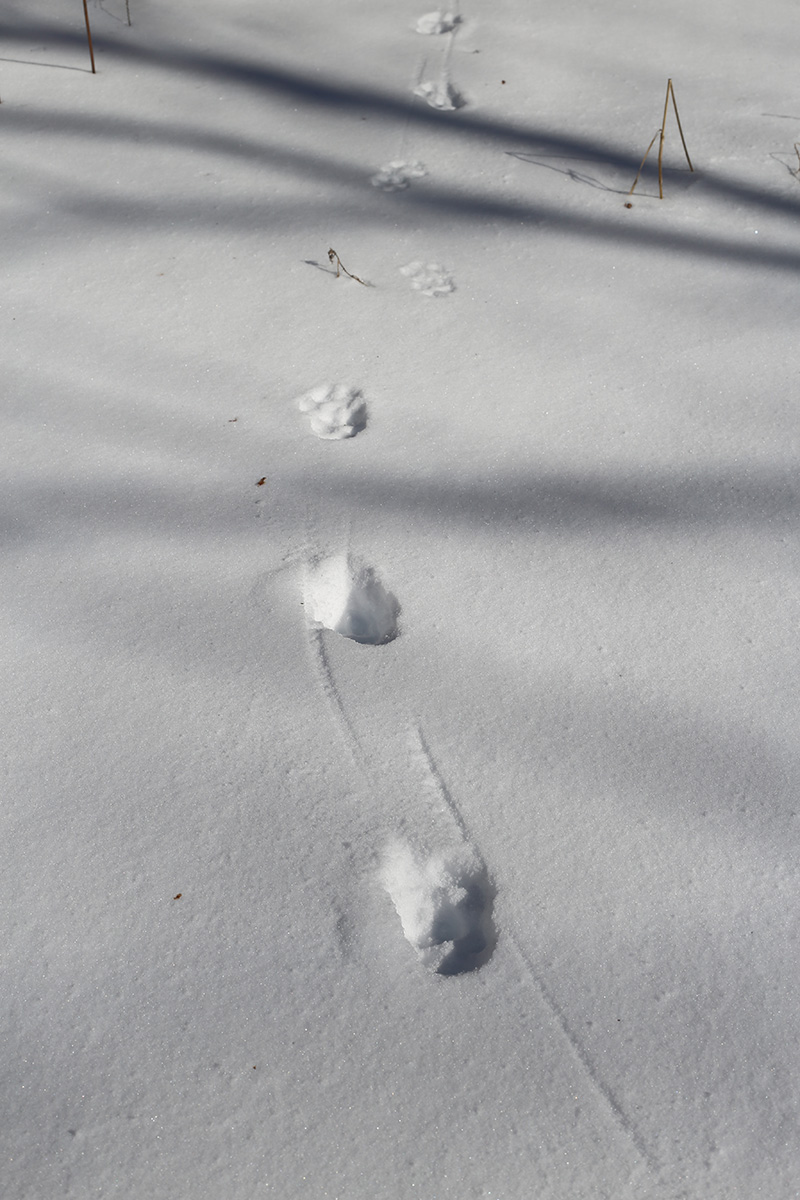 菅平高原実験所 筑波大学山岳科学センター 降雪から数日たつと 雪のうえは動物の足跡でいっぱいに キツネ リス ウサギ テンなど T Co 9r7icvudxq Twitter 菅平高原実験所 筑波大学山岳科学センター 降雪から数日たつと 雪のうえは動物の足跡でいっぱいに キツネ リス ウサギ テンなど T Co 9r7icvudxq Twitter