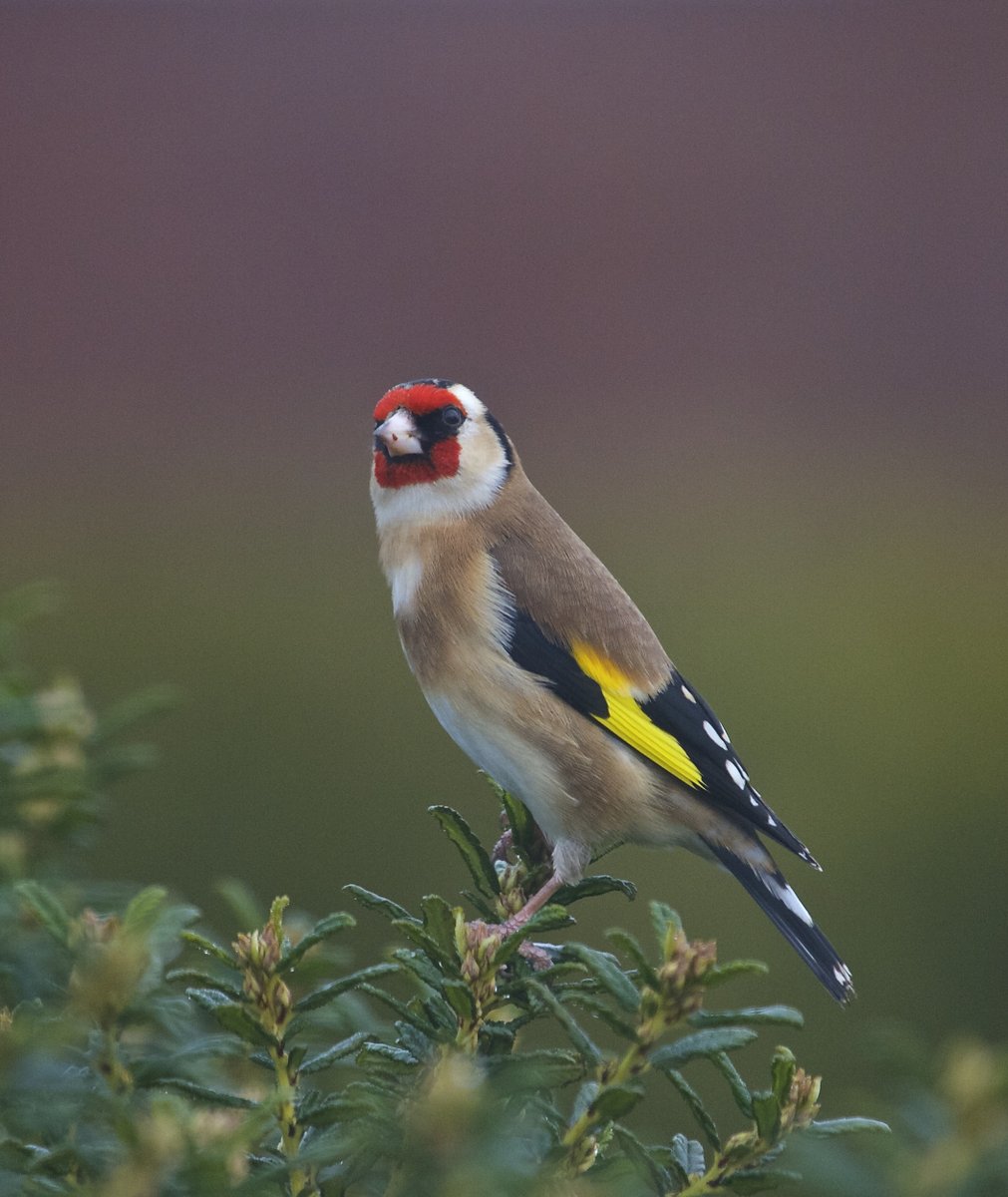National Trust tweet media