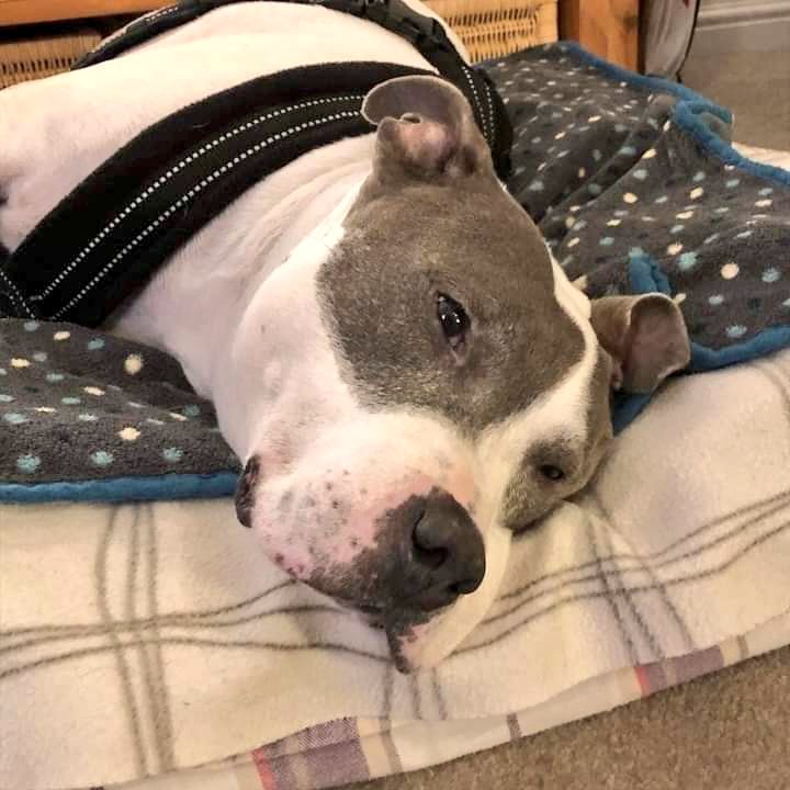 SeniorStaffy's tweet photo. Our beautiful boy BlueB is now ready for adoption having completed his assessment and you can read all about him on our website at https://t.co/Nf1cUzls0u #seniorstaffy #TeamZay #rescuedog #adoptme https://t.co/EzY8kYbZFL