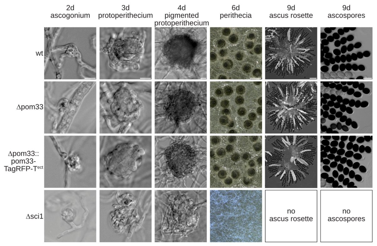 JoF_MDPI's tweet photo. 🧐"Analysis of the Putative #Nucleoporin POM33 in the #Filamentous #Fungus 𝘚𝘰𝘳𝘥𝘢𝘳𝘪𝘢 𝘮𝘢𝘤𝘳𝘰𝘴𝘱𝘰𝘳𝘢" From Dr. Guétin-Poirier et al.

🔎https://t.co/jOpbFV2QOB https://t.co/Cha6RHlajd