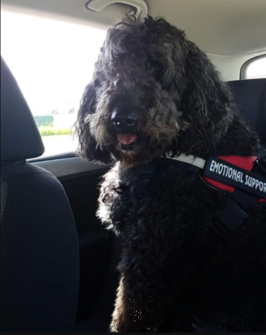 marillion13's tweet photo. Say hello to cute pup Angus, his mom Jean Ferguson submitted the photo as #FanPhotoOfTheDay to the daily @PawMyGosh #Newsletter.
#WearAMask, #WashPaws, keep a #MinimumDistance of 1,5 m & #StayHealthy.
πΆπΆπΆππππ·π·π·πΎπΎπΎπππ https://t.co/jNucjVqJ4X