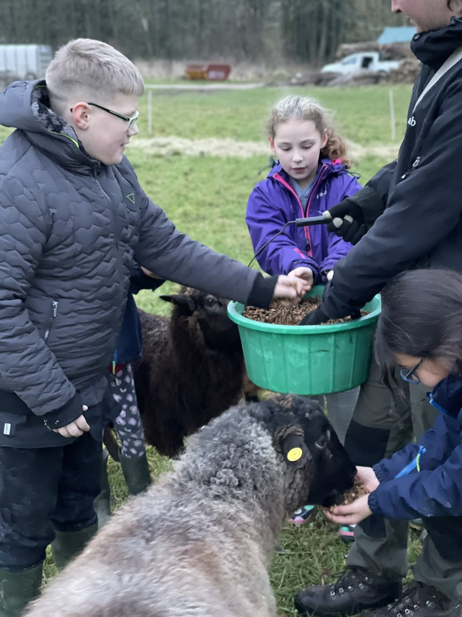 Everyone is being well fed @LeedsChildrensC , nobody is ever hungry and that includes the sheep. #HAF2021 @NatureFSchools @LeedsActiveSchs @Leeds_Learning @Child_Leeds @CLOtC