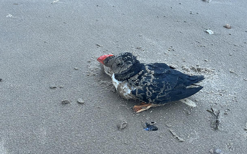 EcomareTexel's tweet photo. Er worden opvallend veel dode papegaaiduikers gevonden 😢 🐦 Ook in Schotland is er massale sterfte. De oorzaak wordt onderzocht 🔬 NIOZ-onderzoeker Kees Camphuijsen wil graag meldingen van de exacte plek met foto. Kijk voor meer informatie op: https://t.co/hJihodLUo9 #helpjemee? https://t.co/j8JLh1oHWq