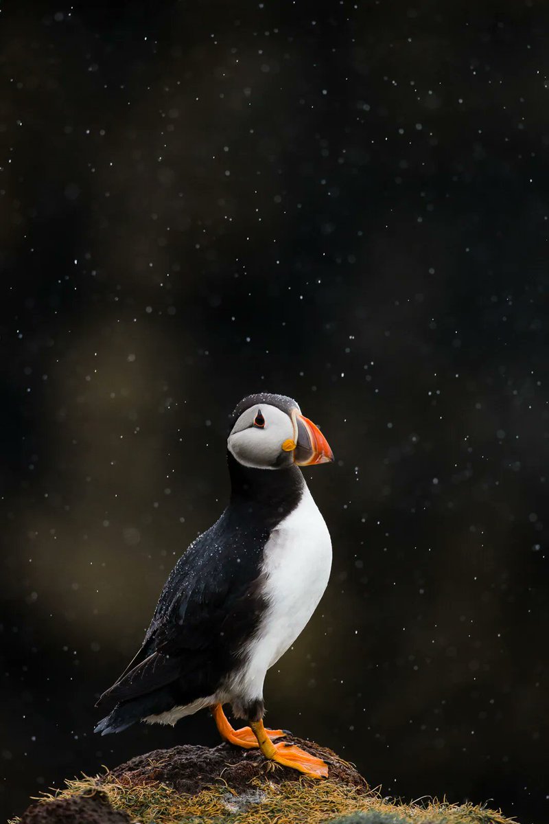 ONEproj's tweet photo. Fantastic bird photos. Imagine the patience required to get such shots!
https://t.co/ihywDYZzP9 https://t.co/Qgf3v3FBmz