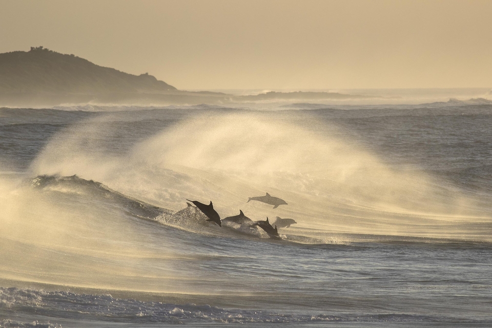 Surfline_EUR's tweet photo. Oil company Shell has decided to start looking for oil and gas along an unspoiled stretch of coastline in South Africa’s Eastern Cape. An operation like this has immediate effects on the local environment. Full story, here: https://t.co/j04udlZS8O https://t.co/6JtSbpL32F
