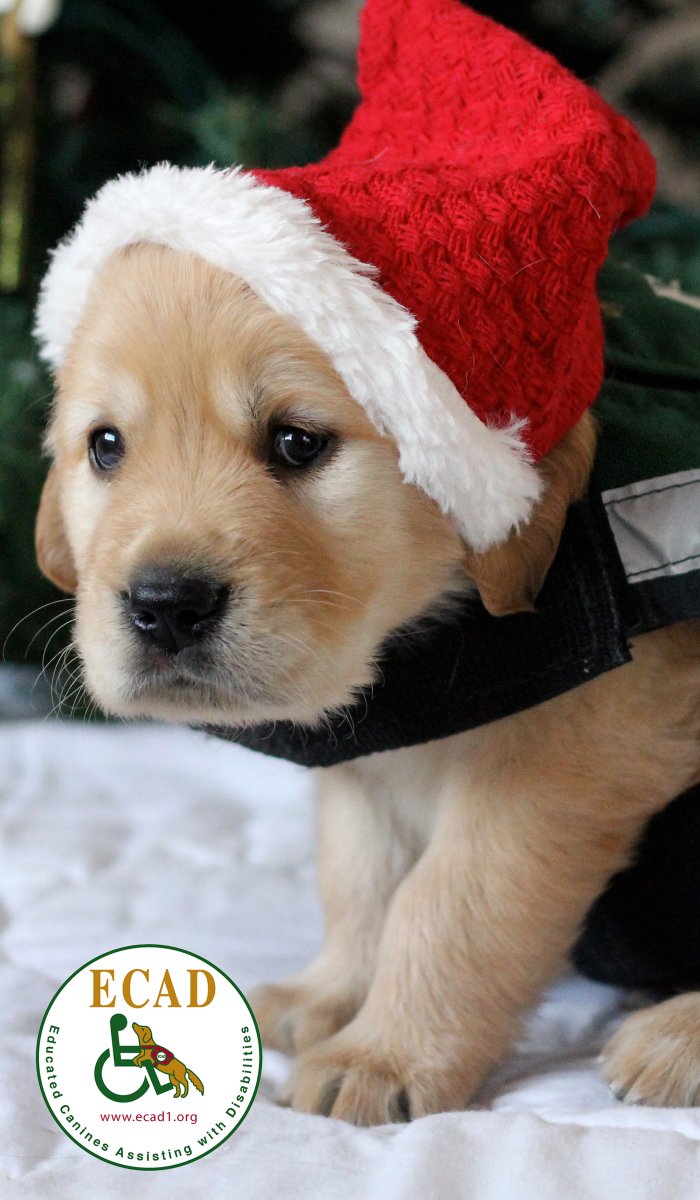 ECADServiceDogs's tweet image. 🎶Do you hear what I hear?🎵 It’s the clock ticking on the Holiday Matching Fund!!  Time is running out to DOUBLE your last gift with the click of a button. #bettertogether #ECADServiceDogs #holidaymatching #doublethegood  #independence #tistheseason💝🦮🎁ow.ly/iOXX50GmWVE