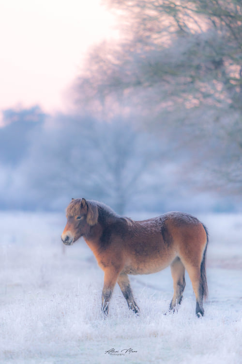 Ga je de natuur in, houd dan deze winterperiode extra  rekening met de dieren. Zij hebben rust nodig om krachten te sparen, melden boswachters. Je kunt helpen door honden aangelijnd te houden en op de paden te blijven. Meer tips: visitbrabant.com/druktemeter 
📷 Alex Maas #Maashorst