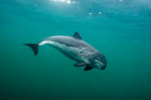 3.5 year fully funded harbour porpoise PhD hosted at Shetland UHI supervisors Rachel Shucksmith, Dr Lauren McWhinnie (Heriot Watt), and Prof Ben Wilson (SAMS UHI). Deadline for applications 31/01/22 uhi.ac.uk/.../nerc.../in… #thinkuhi #superdtp