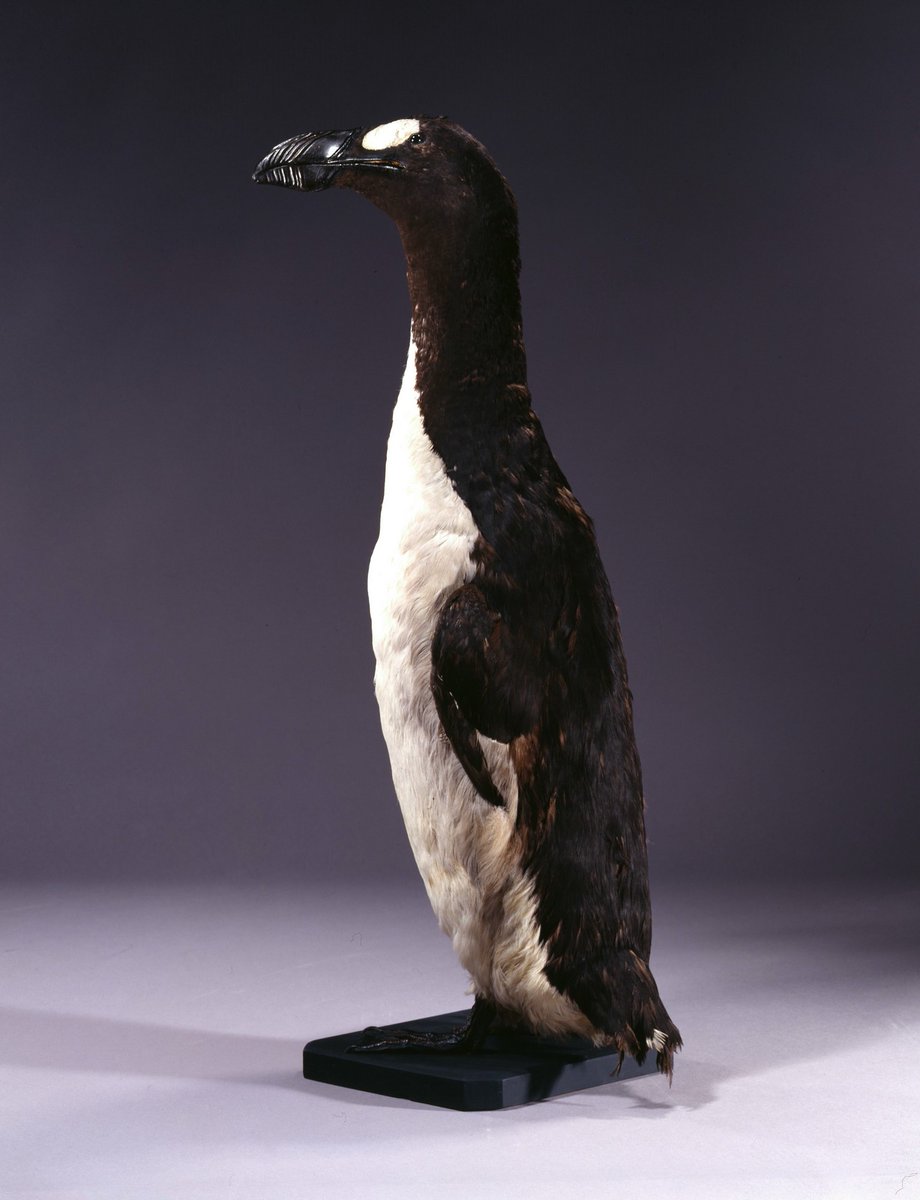 Le_Museum's tweet photo. Chassé de tout temps par l'Homme, le #GrandPingouin a disparu à la fin du XIXe siècle… 🐧 

Écoutez le destin tragique de cette espèce aujourd'hui symbolique dans le #podcast "Les Curieuses histoires du Muséum" coproduit avec @FranceCulture 👉 https://t.co/sFAt4vuDKc https://t.co/pV0bQlA43p