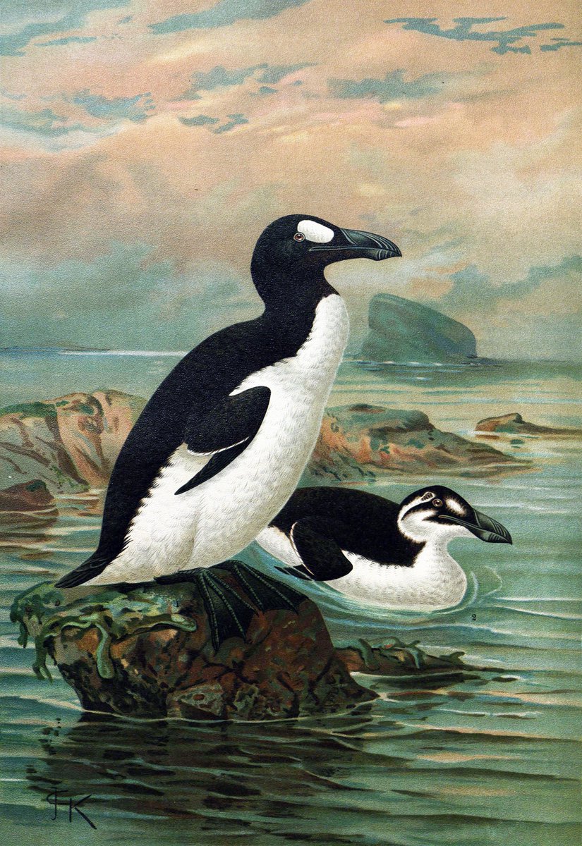 Le_Museum's tweet photo. Chassé de tout temps par l'Homme, le #GrandPingouin a disparu à la fin du XIXe siècle… 🐧 

Écoutez le destin tragique de cette espèce aujourd'hui symbolique dans le #podcast "Les Curieuses histoires du Muséum" coproduit avec @FranceCulture 👉 https://t.co/sFAt4vuDKc https://t.co/pV0bQlA43p
