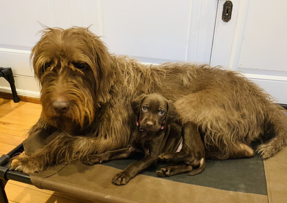 allangustin2's tweet image. Rose 🌹 and 🍯 Bea.  #pudelpointer #NAVHDA #versatilehunters  #puppytraining