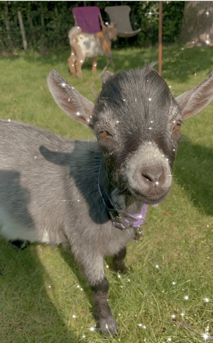 lettucebeegree's tweet photo. Meet Julleke ons dwerggeitje  🥰🥰     #animals #love #cute #VeganForTheAnimals https://t.co/jZkQRJnHd9