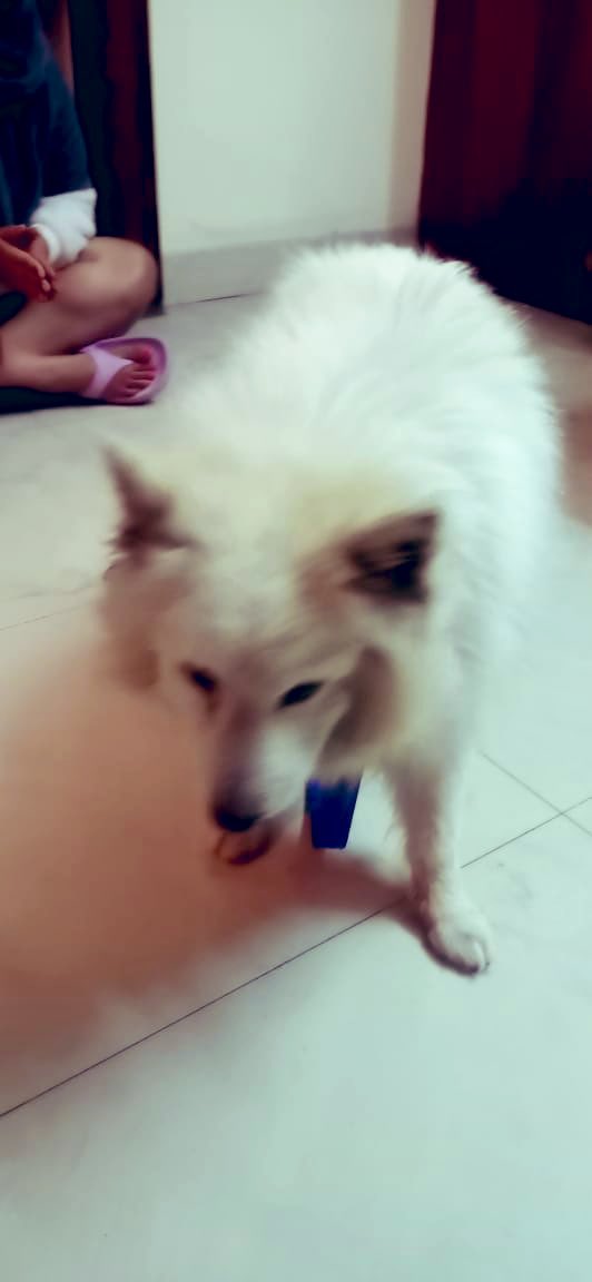 AGirlOfHerWords's tweet photo. Urging you to please RT this. Found an abandoned pomeranian dog. Would be around 7-9 yrs old. Very depressed to be left by owners on the street after a lifetime in a house. Extremely cute and friendly. Very Urgently looking for foster/adoption in #delhi or NCR. Tag relevant ppl. https://t.co/LHXH3QHWJH