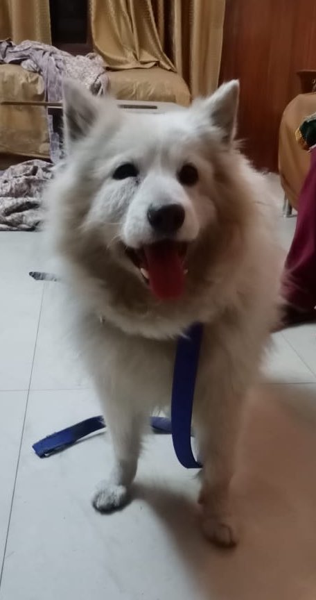 AGirlOfHerWords's tweet photo. Urging you to please RT this. Found an abandoned pomeranian dog. Would be around 7-9 yrs old. Very depressed to be left by owners on the street after a lifetime in a house. Extremely cute and friendly. Very Urgently looking for foster/adoption in #delhi or NCR. Tag relevant ppl. https://t.co/LHXH3QHWJH