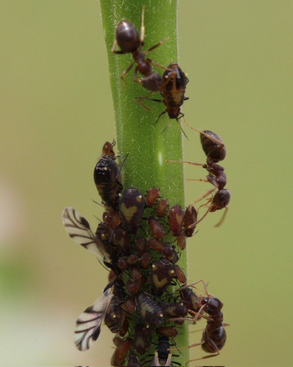 jenaphidz's tweet photo. Today in #BugsOfSummer, we have Chaitophorus populicola aphids being tended by ants. The juvenile aphids are saying "I love you" to the ants with the hearts on their backs, and the honeydew from their butts. #MyFavoriteBugs #Entomology #BugsOf2021 https://t.co/LeCaSSjqkN