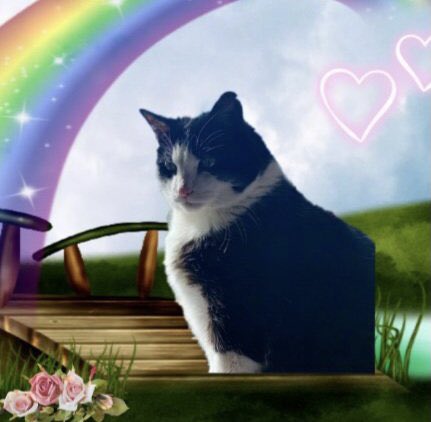 ArmaghBobby's tweet photo. @starbuckssue My dearest darling Plum 💕 … I didn’t think you'd be joining me here 🌈 so soon.  I’m welcoming you with open arms 🥰.  I’m glad to see you free from pain but so sad for your kind and lovely Mum.  She knows you'll be watching over her. https://t.co/869pCDPf5W
