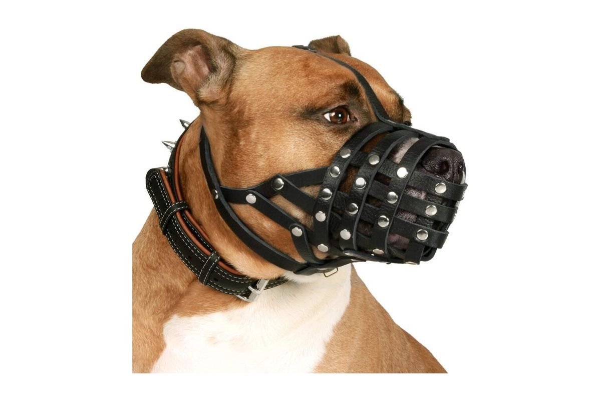 cahilbilgeyim's tweet photo. Çevrenizde Pitbull Terrier, Japanese Tosa, Dogo Argentino ve Fila Brasileiro türü #köpek besleyipte şu şekilde ağızlık takmayanları 112 hattını arayarak Polis ve Jandarmaya, 153 hattını arayarak zabıtaya şikayet edebilirsiniz. 
Hayvan beslemeye karşı değiliz ama güvenli olmalı https://t.co/lstxLC2B4M