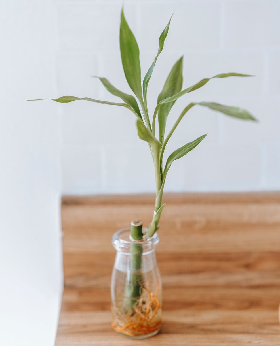 tappwaterTR's tweet photo. Bitkileriniz de suyun en iyisini hak ediyor 🌿⁣
⁣
👉🏼Yıl boyunca sağlıklı ve güçlü büyümeleri için bitkilerinizi filtrelenmiş mineralli su ile sulamayı ihmal etmeyin. https://t.co/LR7ZgwKT2L