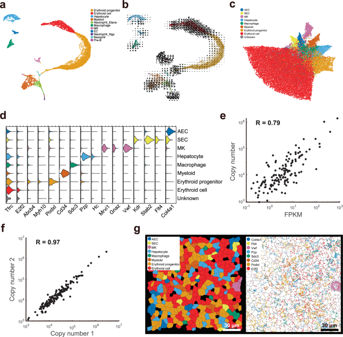 vizgen_inc's tweet photo. In June, a joint team of researchers from @Yale # the Southern Medical University in Guangzhou published a paper in @NaturePortfolio's #CellDiscovery about using #MERFISH to spatially profile the #transcriptome of the mouse fetal liver HSC Read it today! https://t.co/QM4gwqPKiy https://t.co/bRtniUfh6k