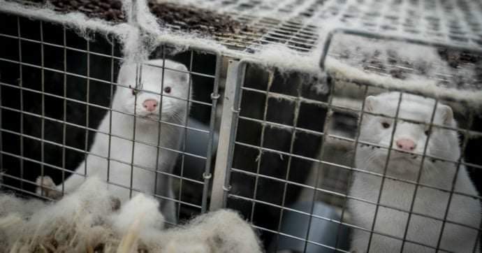 demilato0's tweet photo. A partire dal 2022 in Italia non si potranno più allevare animali per la produzione di pelliccia.
Sono contento. Io che amo gli animali (ho un cane e gatto in casa), spiaceva tanto vedere le condizioni di vita di quegli esseri negli allevamenti.

#animali #pelliccia #italy https://t.co/WTjOa92NKX
