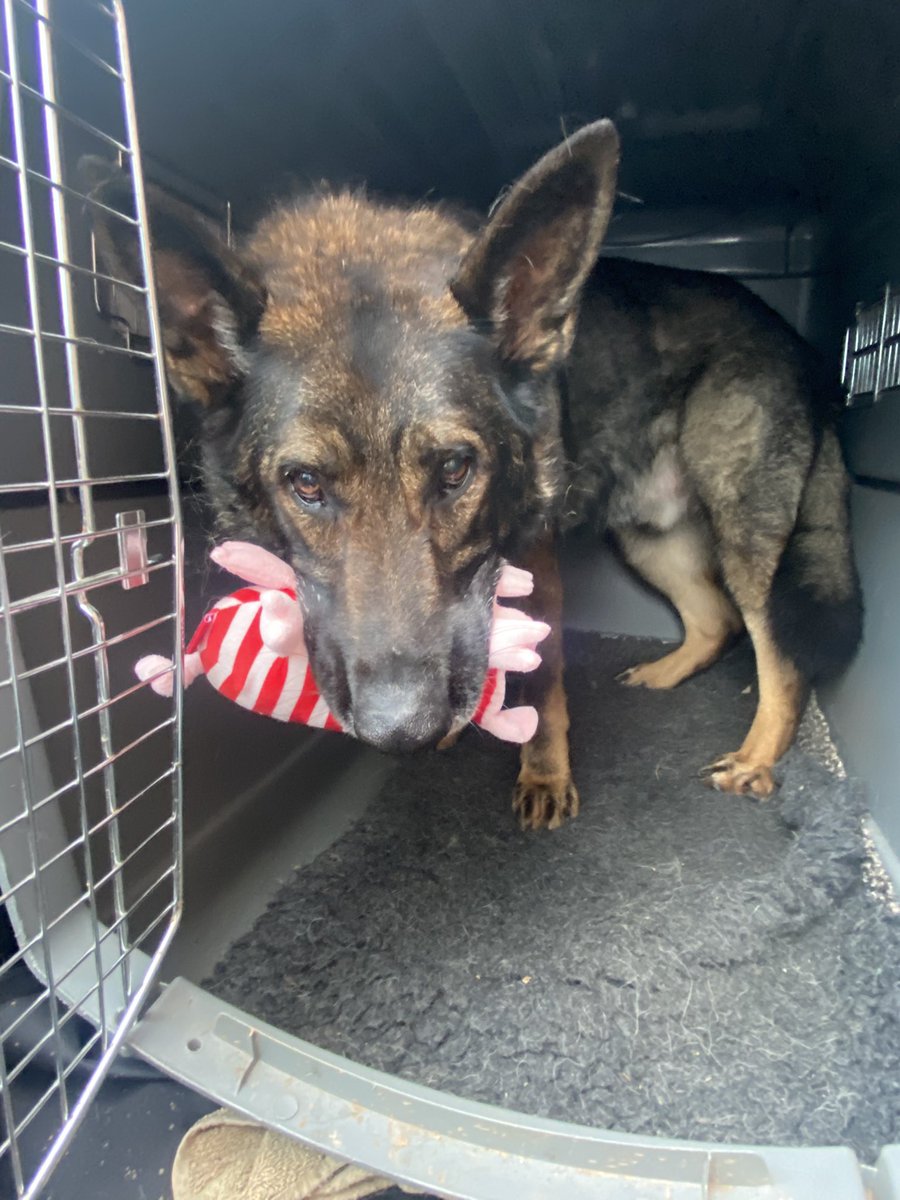 amydeemo's tweet photo. When the lead holder takes you to the vets but is useless & forgets your ball to reduce the waiting room noise so you help yourself to a toy off the display that costs nearly as much as the appointment! π€¦π»ββοΈπΆπ #RPDDuke #HadToBeThePig #ShouldHaveRememberedMyBall #GoodJobILoveHim https://t.co/5fD366NYg4