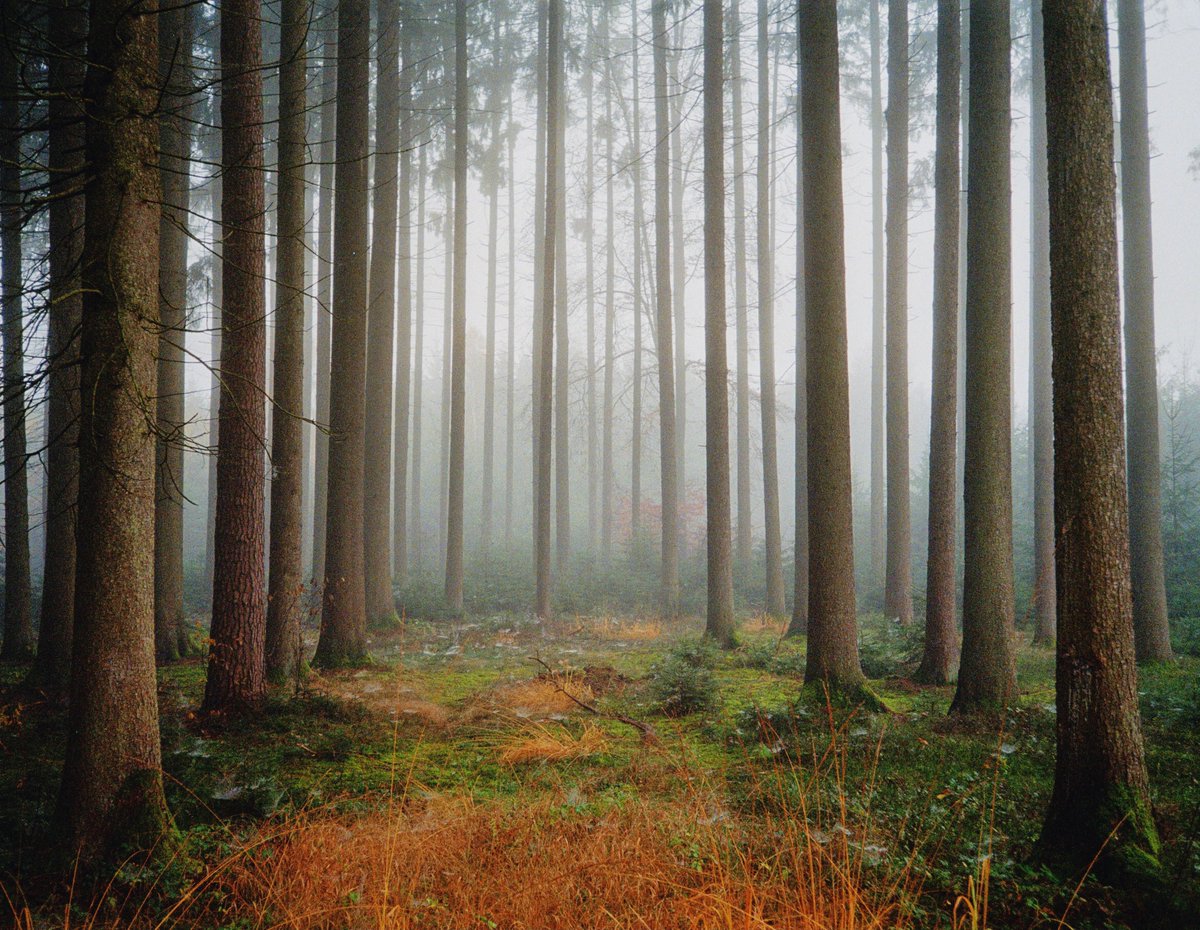 analoguevibez's tweet photo. woodland solitude https://t.co/nbEotovotX