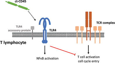 EurJImmunol's tweet photo. The soluble cytoplasmic tail of CD45 regulates T-cell activation via TLR4 signaling
Puck, Stöckl, and colleagues @MedUni_Wien
https://t.co/4sA0axdsYm
#TcellActivation #Immunoregulation https://t.co/zMoyk0wyKX