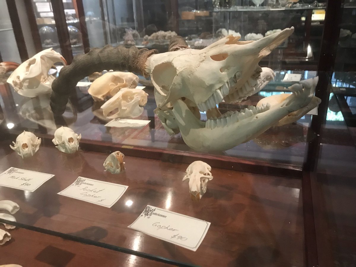 Moogytweets's tweet photo. Wunderkammer (Cabinet of Wonders)…love this store so much 🖤 Shopping de Noël: done 🧟‍♂️🪲🎅🏽🩸🧪 https://t.co/MFNMx8FnBm