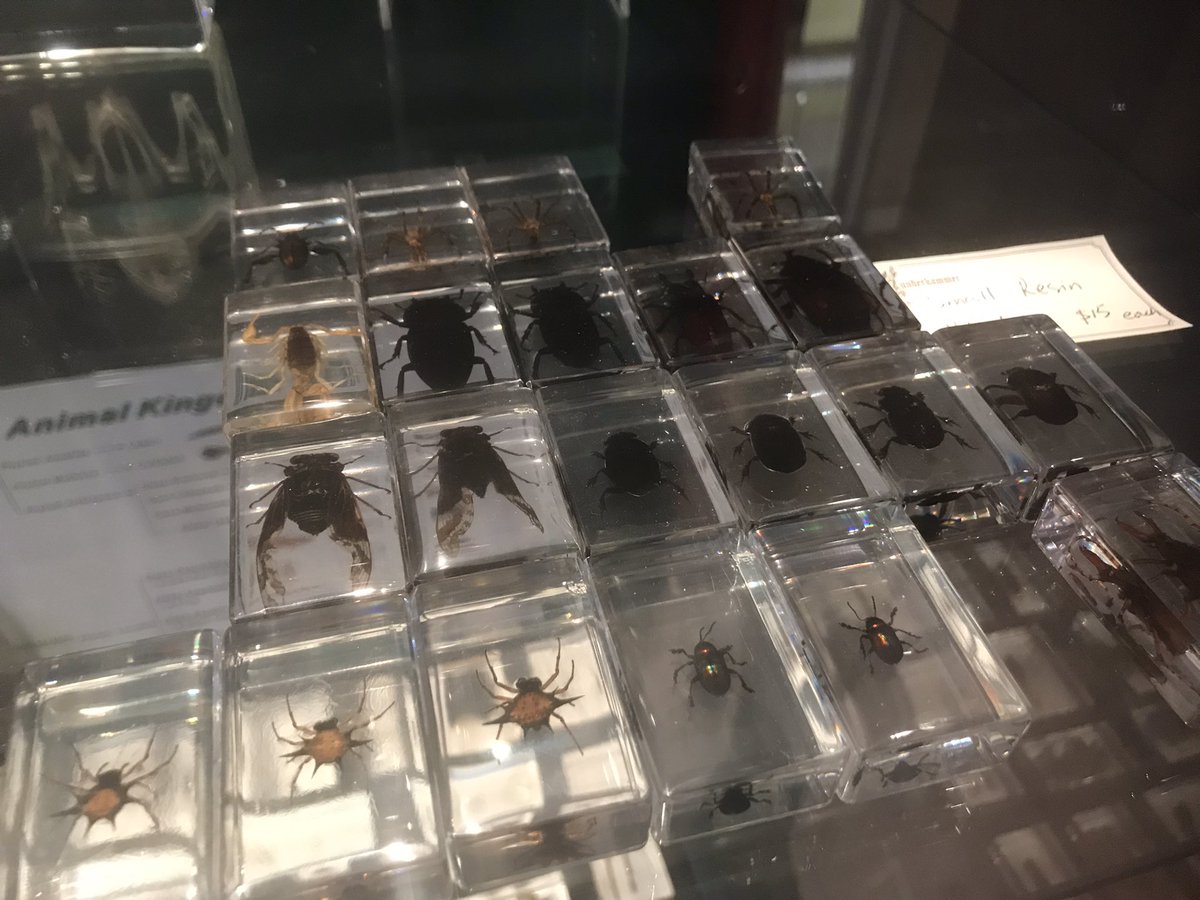 Moogytweets's tweet photo. Wunderkammer (Cabinet of Wonders)…love this store so much 🖤 Shopping de Noël: done 🧟‍♂️🪲🎅🏽🩸🧪 https://t.co/MFNMx8FnBm