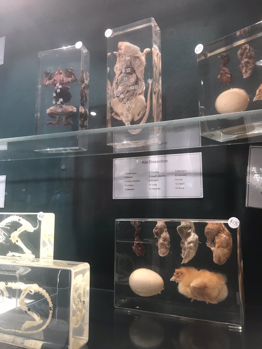 Moogytweets's tweet photo. Wunderkammer (Cabinet of Wonders)…love this store so much 🖤 Shopping de Noël: done 🧟‍♂️🪲🎅🏽🩸🧪 https://t.co/MFNMx8FnBm