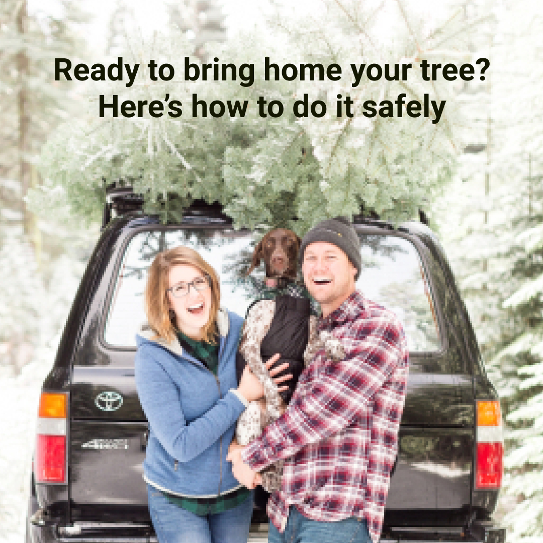 CarComparecom's tweet photo. Get your tree home safely with our quick tips. The countdown to Christmas has begun!
#car #carcompare #carinsurancequote #comparecarinsurance #carinsuranceuk #carinsurance #bestoptions #bestcover #christmastips #christmasseason #UKchristmas #christmastree #christmasmood https://t.co/6REP9umQUN