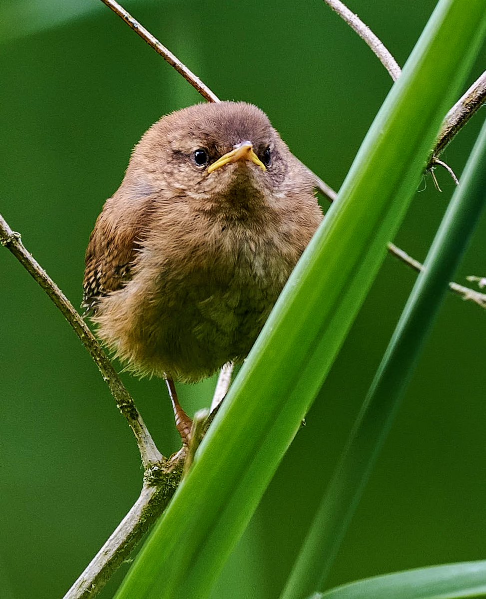 Wren, face says it all.