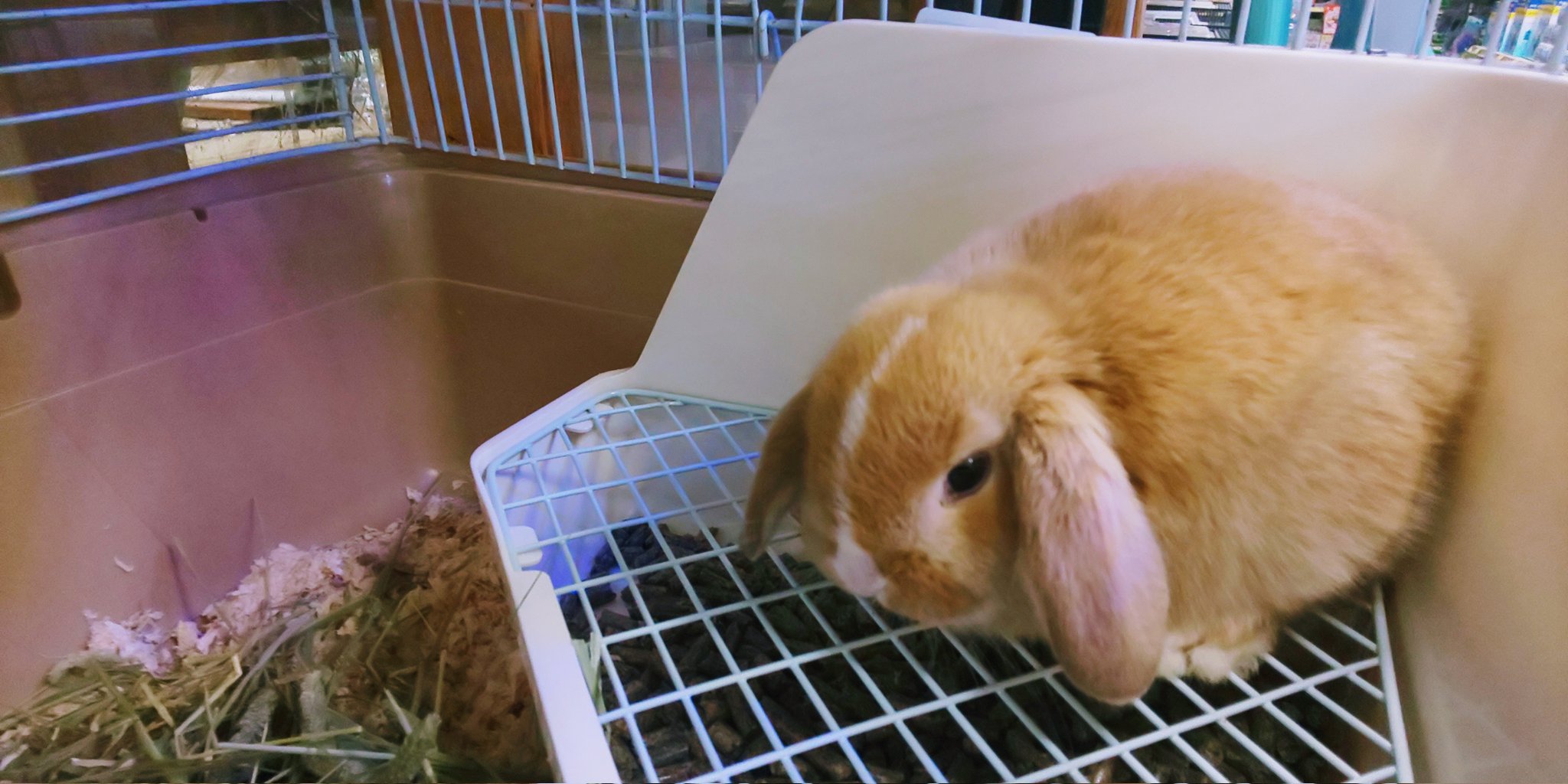 טוויטר アクアステージ21さいたま店 בטוויטר かわいいウサギちゃんが入荷いたしました ロップイヤーのオレンジダッチの女の子です 人気のカラーでとてもラブリ とても人懐っこいウサちゃんですよ アクアステージ21埼玉店 うさぎ ロップイヤー もふもふ ま טוויטר アクアステージ21さいたま店 בטוויטר かわいいウサギちゃんが入荷いたしました ロップイヤーのオレンジダッチの女の子です 人気のカラーでとてもラブリ とても人懐っこいウサちゃんですよ アクアステージ21埼玉店 うさぎ ロップイヤー もふもふ ま