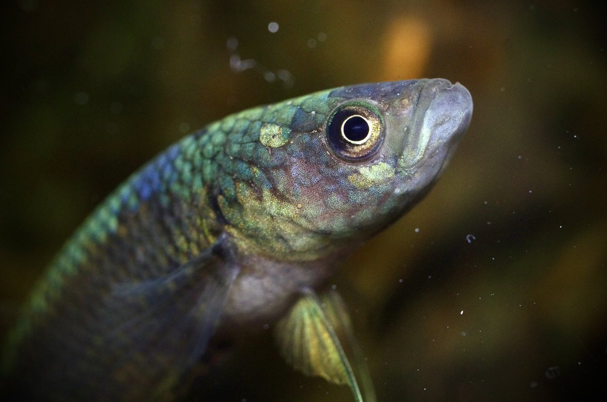 iwatarioto3's tweet photo. 年の瀬にコショウ病…( ༎ຶД༎ຶ)
#betta ocellata  
#ベタ オセラータ https://t.co/wnxcWuyjfS