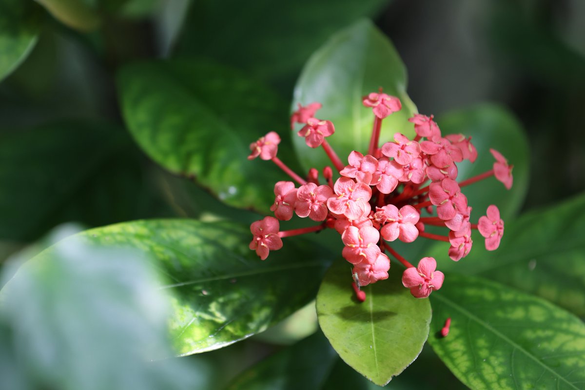 mst76142409's tweet photo. 花を求めて温室へ

#写真 #花 #花の写真
#写真好きな人と繋がりたい https://t.co/oXYyv8fZma