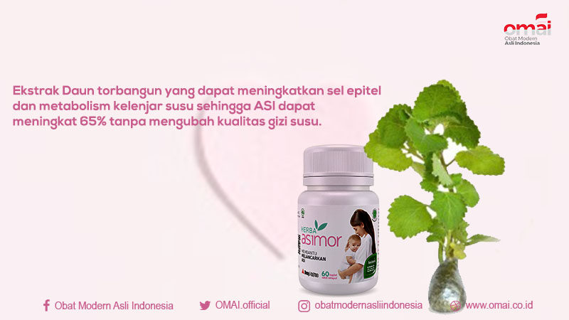Ekstrak Daun torbangun yang dapat meningkatkan sel epitel dan metabolism kelenjar susu sehingga ASI dapat meningkat 65% tanpa mengubah kualitas gizi susu.

#OMAI 
#ObatModernAsliIndonesia
#BanggaBuatanIndonesia
#InovasiIndonesia