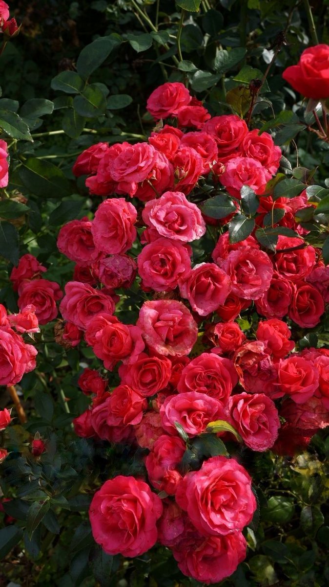 ildaaloturco's tweet photo. Rosas 🌹🌹

Happy day to all, God Bless. https://t.co/bIpFszfSik
